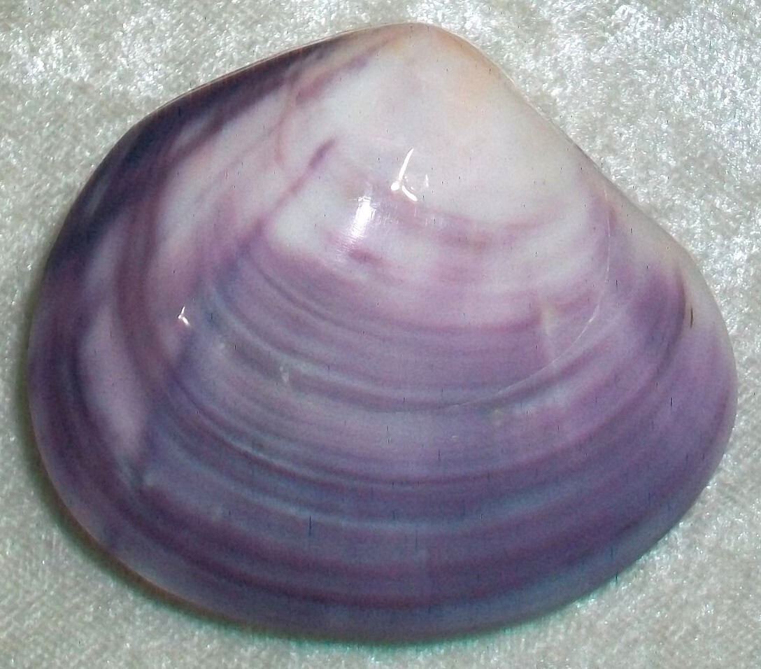 Hand Polished Violet Purple Saltwater Clam Clamshell Beach Nautical Table Decor