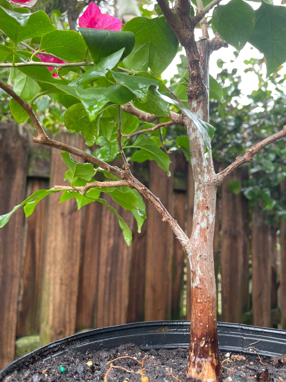 Bonsai Style Pre-bonsai Fuchsia Bougainvillea Tree 6 years