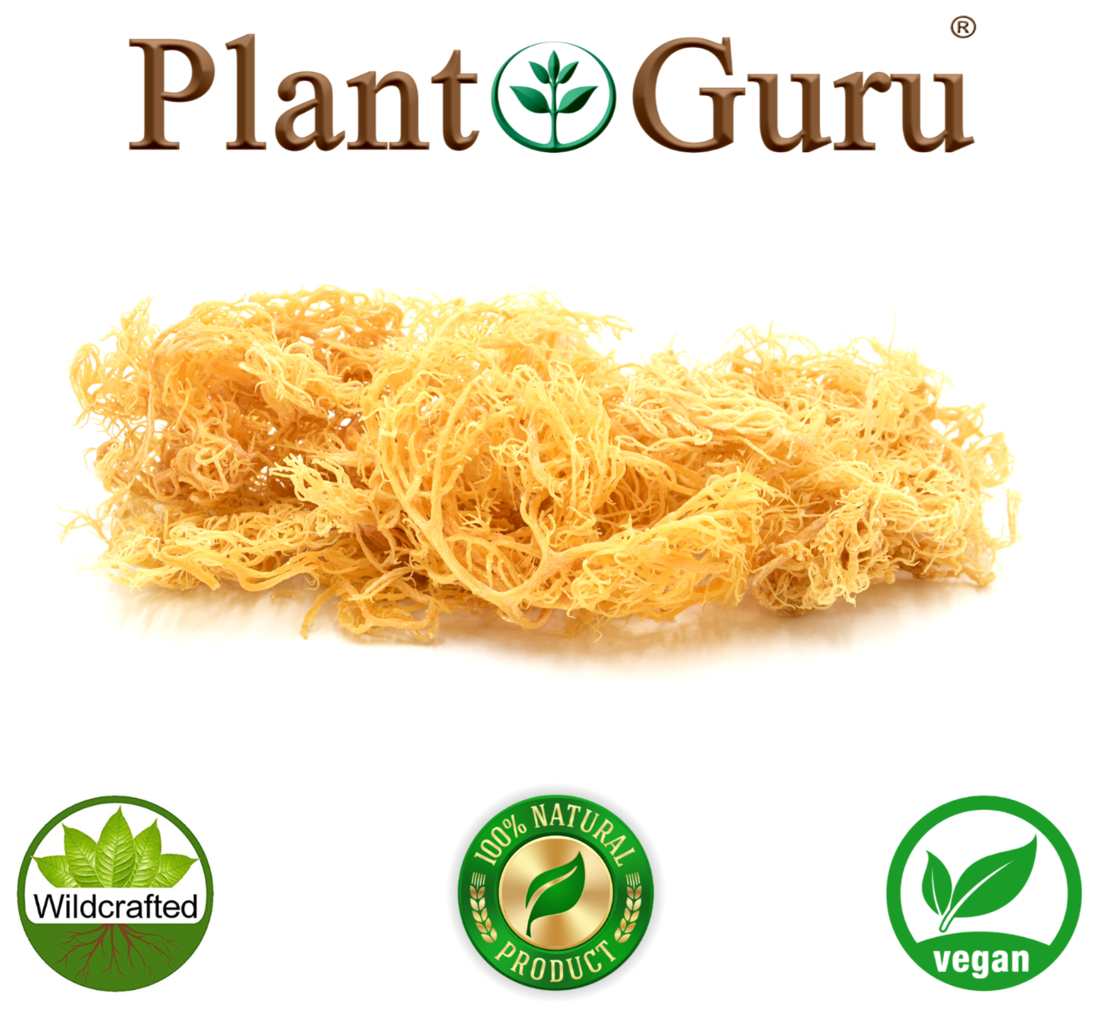 Gold Sea Moss St Lucia / Dr Sebi Irish Moss Wildcrafted 100% Pure Raw