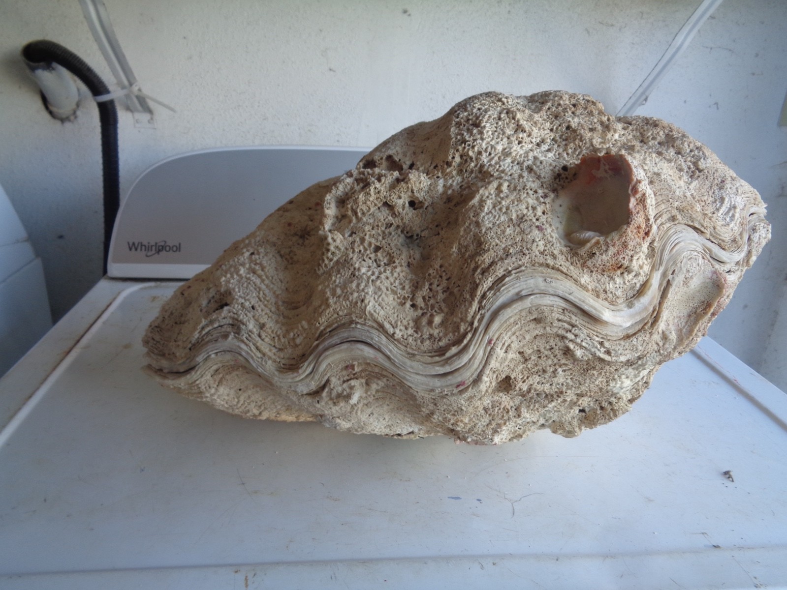 Tridacna Gigas Clam Shell Set Beautiful Matching Pair Giant Old Nautical Shells