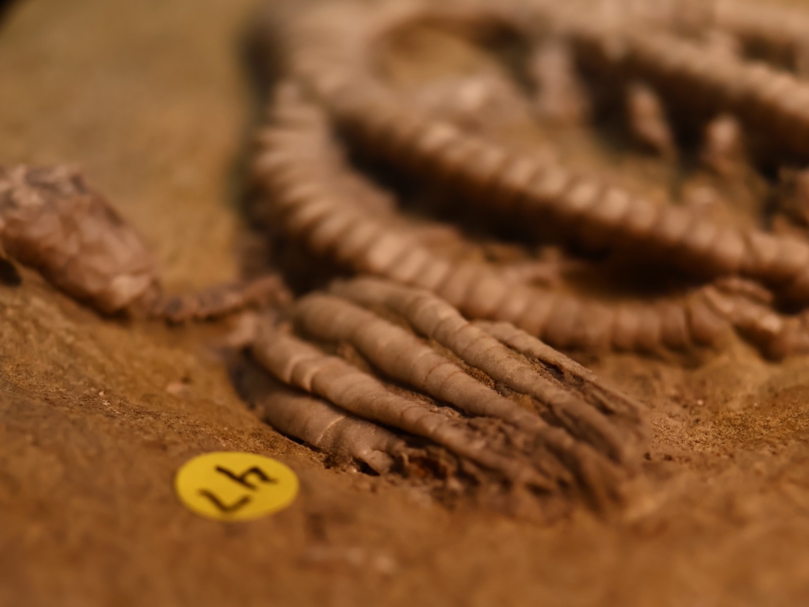Vortex of Fossil Crinoids, Crawfordsville, IN