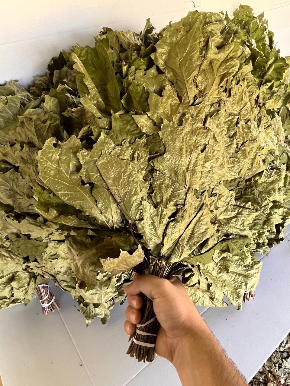 24 OAK whisks sauna banya venik brooms NEW SEASON 2025 FREE SHIPING