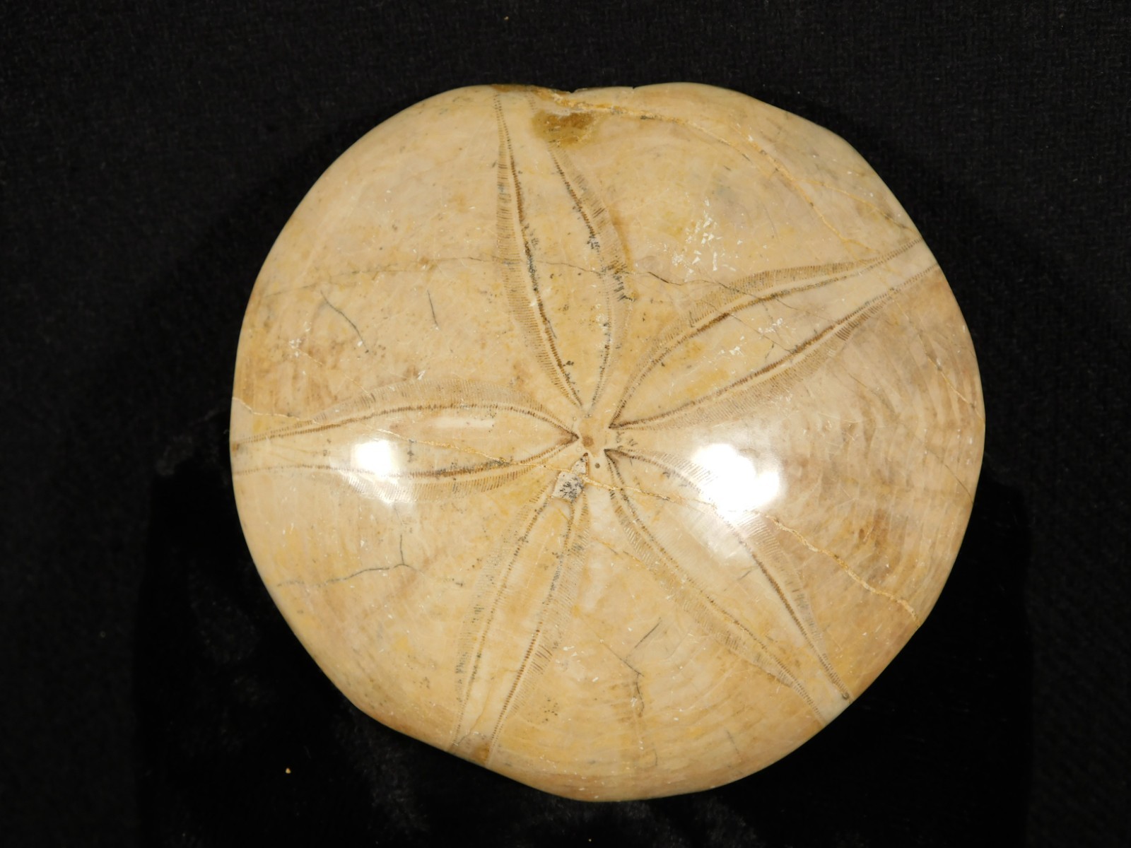 Big! Polished 150 Million Year Old! SAND DOLLAR Fossil Madagascar 219gr