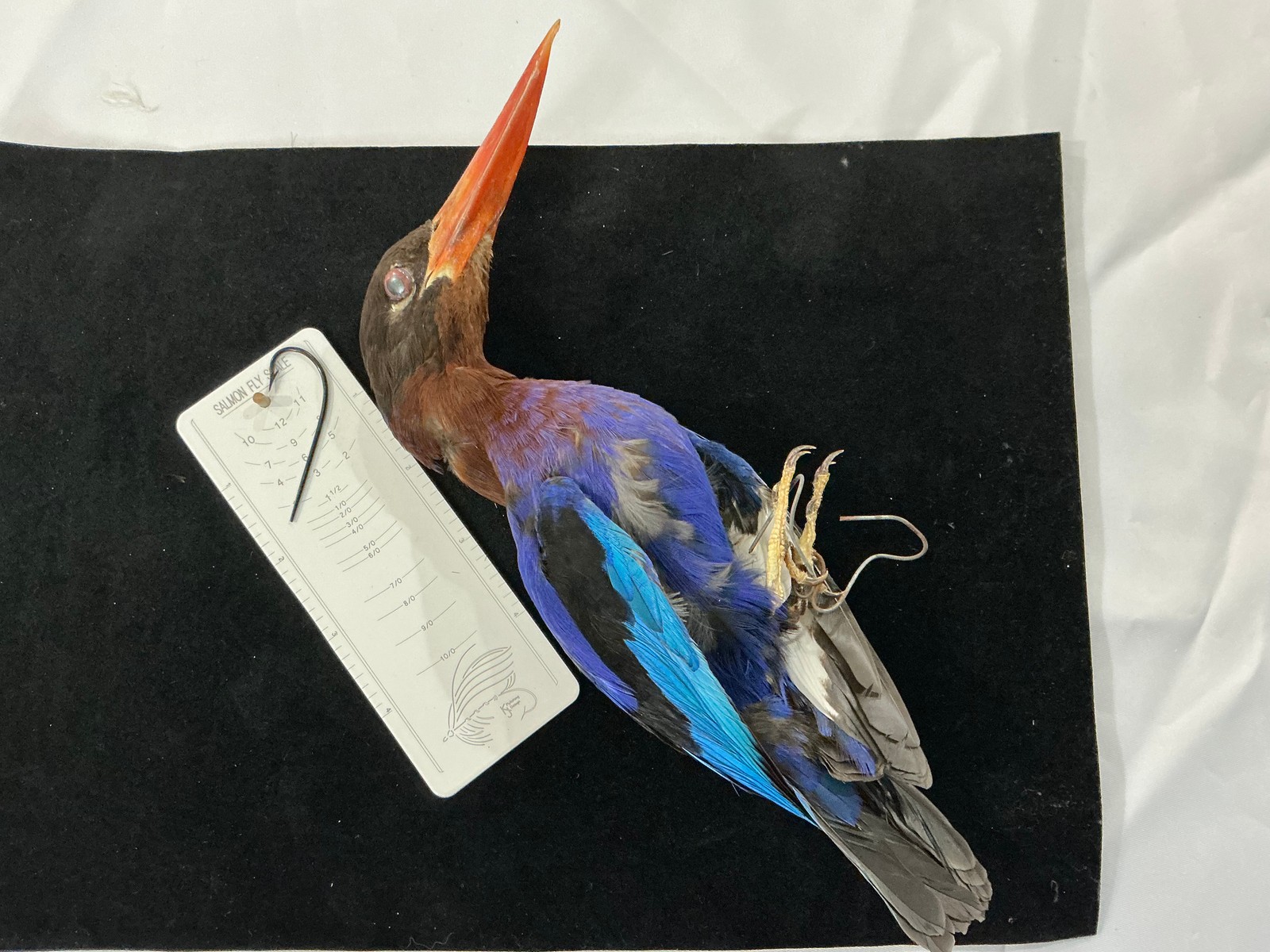 Purple Kingfisher Bird Mount