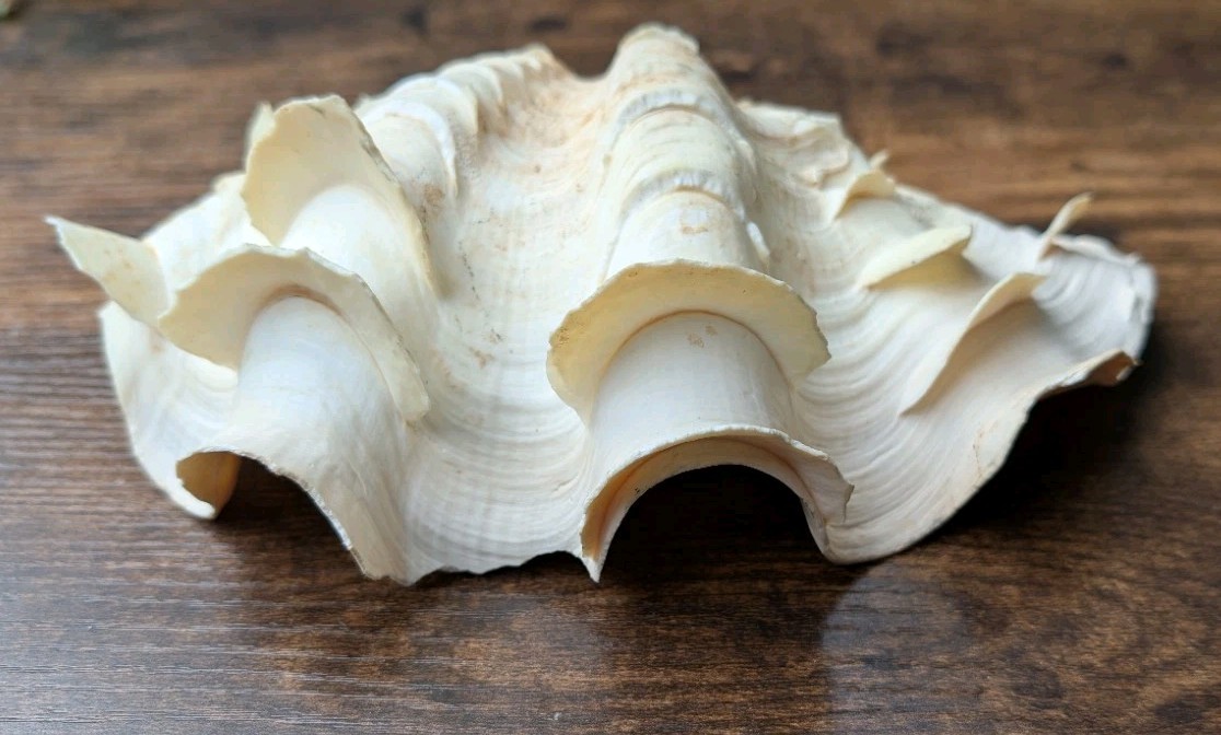 Large Vintage TRIDACNA SQUAMOSA Fluted Giant Clam Shell HALF 9 x 5 1/2"