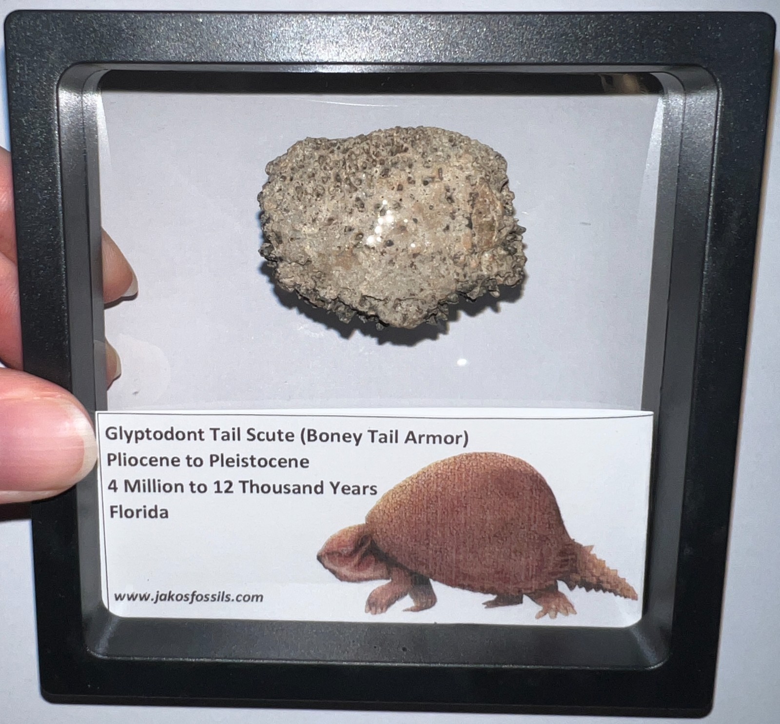 Framed RARE Ice Age Fossil GLYPTODONT Tail Scute Bone Armor Lot! ONE PER ORDER!