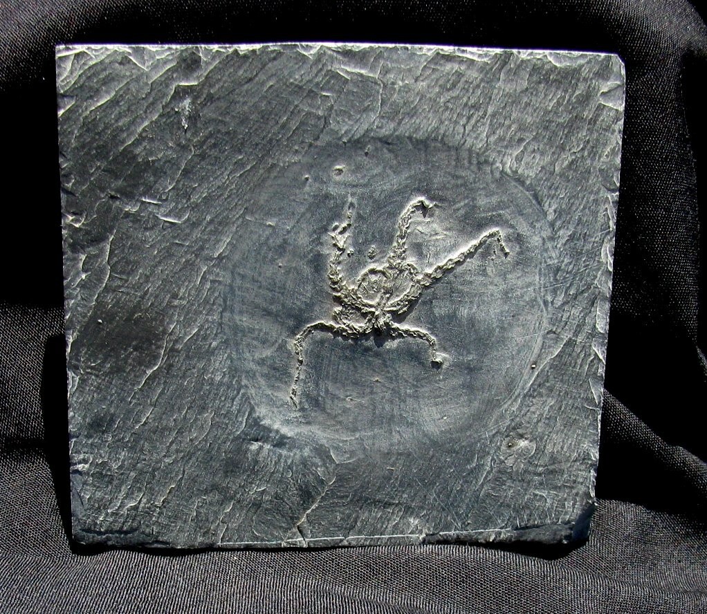 EXTINCTIONS- VERY DETAILED, 5-ARMED OPHURINA BRITTLESTAR FOSSIL FROM BUNDENBACH!