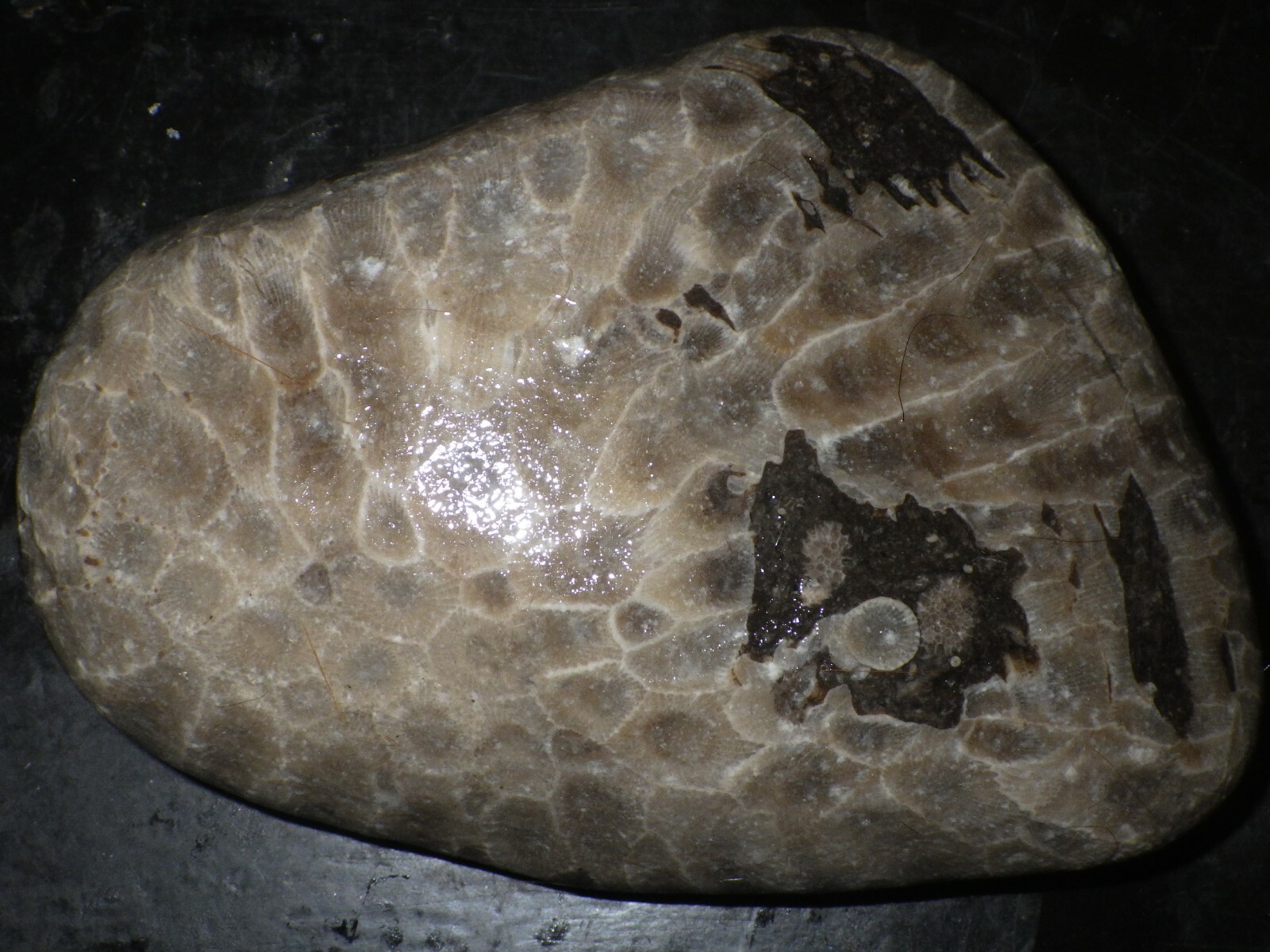 Unpolished Petoskey Stone 16.2 oz.