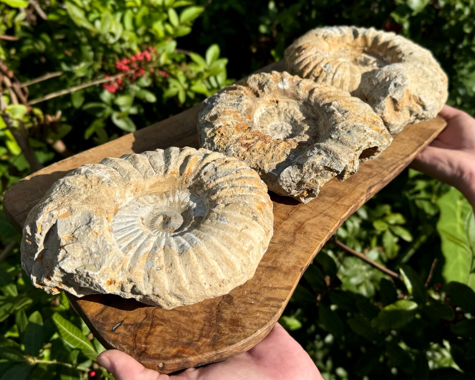 Jumbo Natural Ammonite Fossils From Morocco, 6 - 8" Raw Ammonite Specimens