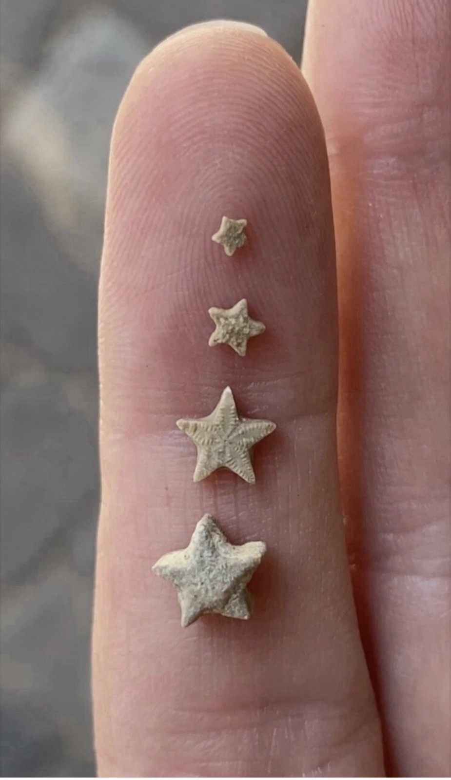 Crinoid Star Fossil Dig Jar