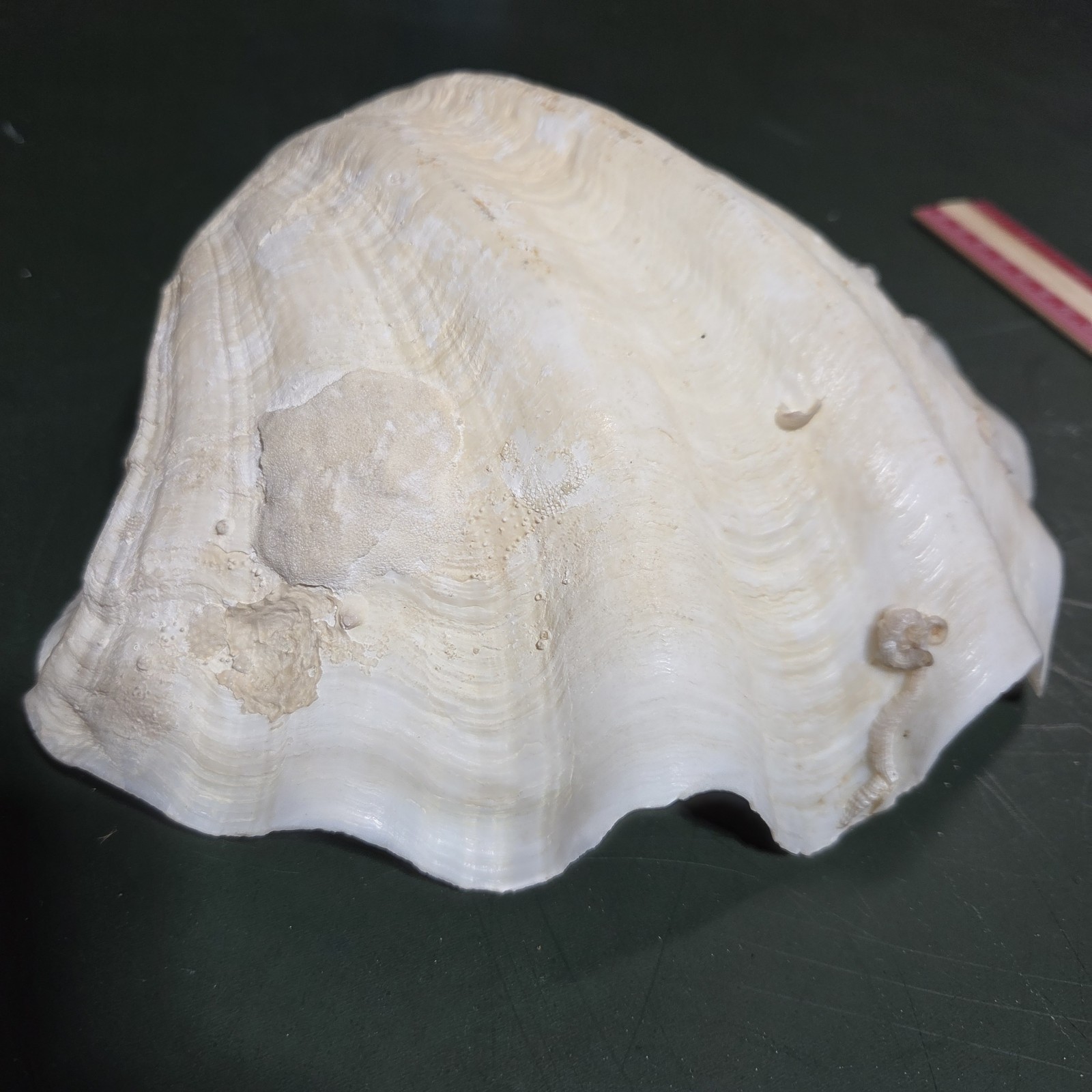 REAL 15½" Natural Giant Clam Shell Tridacna Gigas Sea *AND* 10" Giant Clamshell