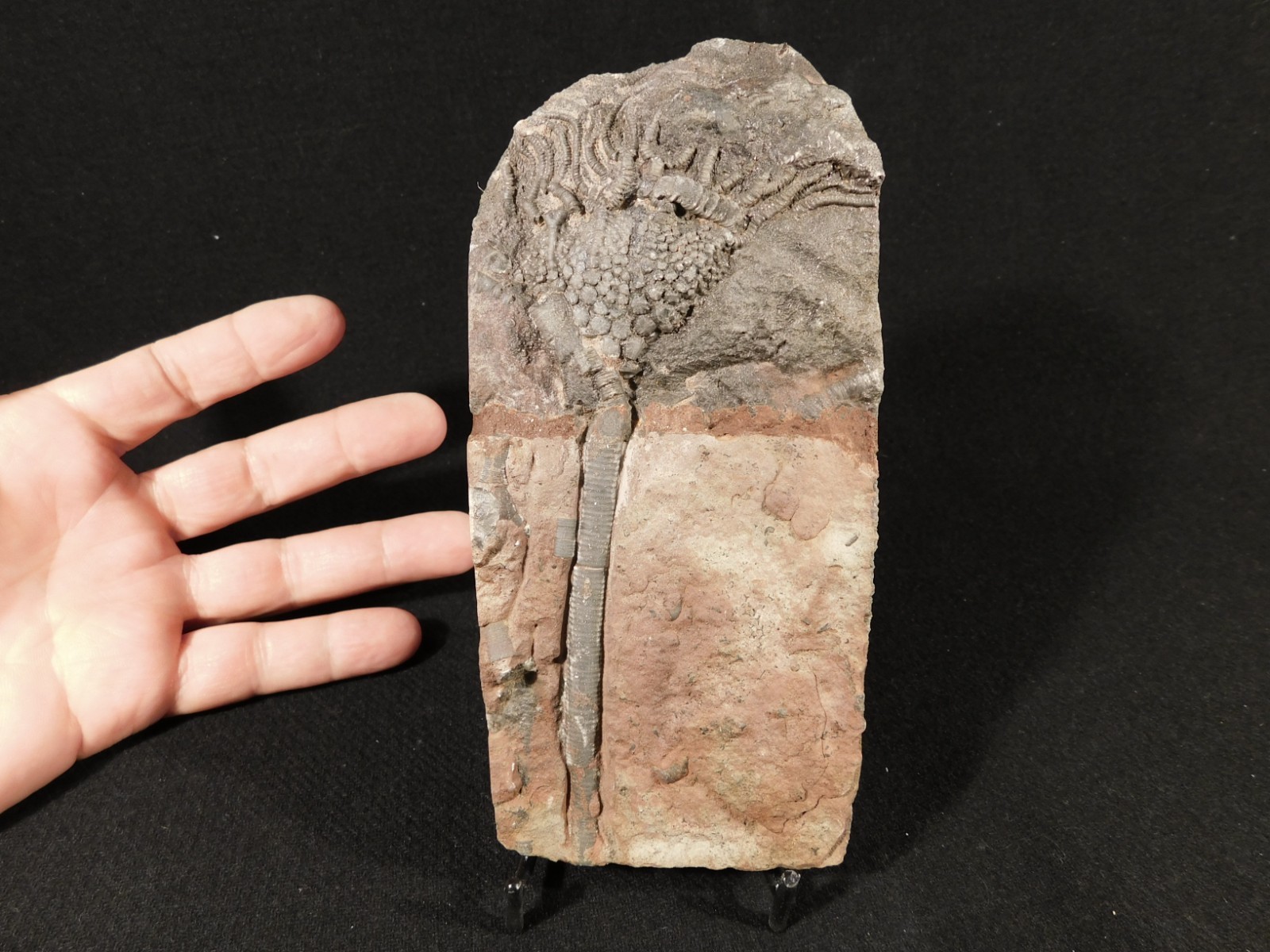 430 Million Year Old! CRINOID Fossil or Sea LILY Fossil Morocco 384gr