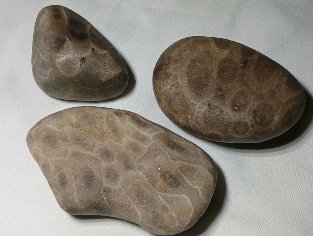 High Pattern Petoskey Stone Lot Natural Great Lakes Michigan Unpolished Fossils