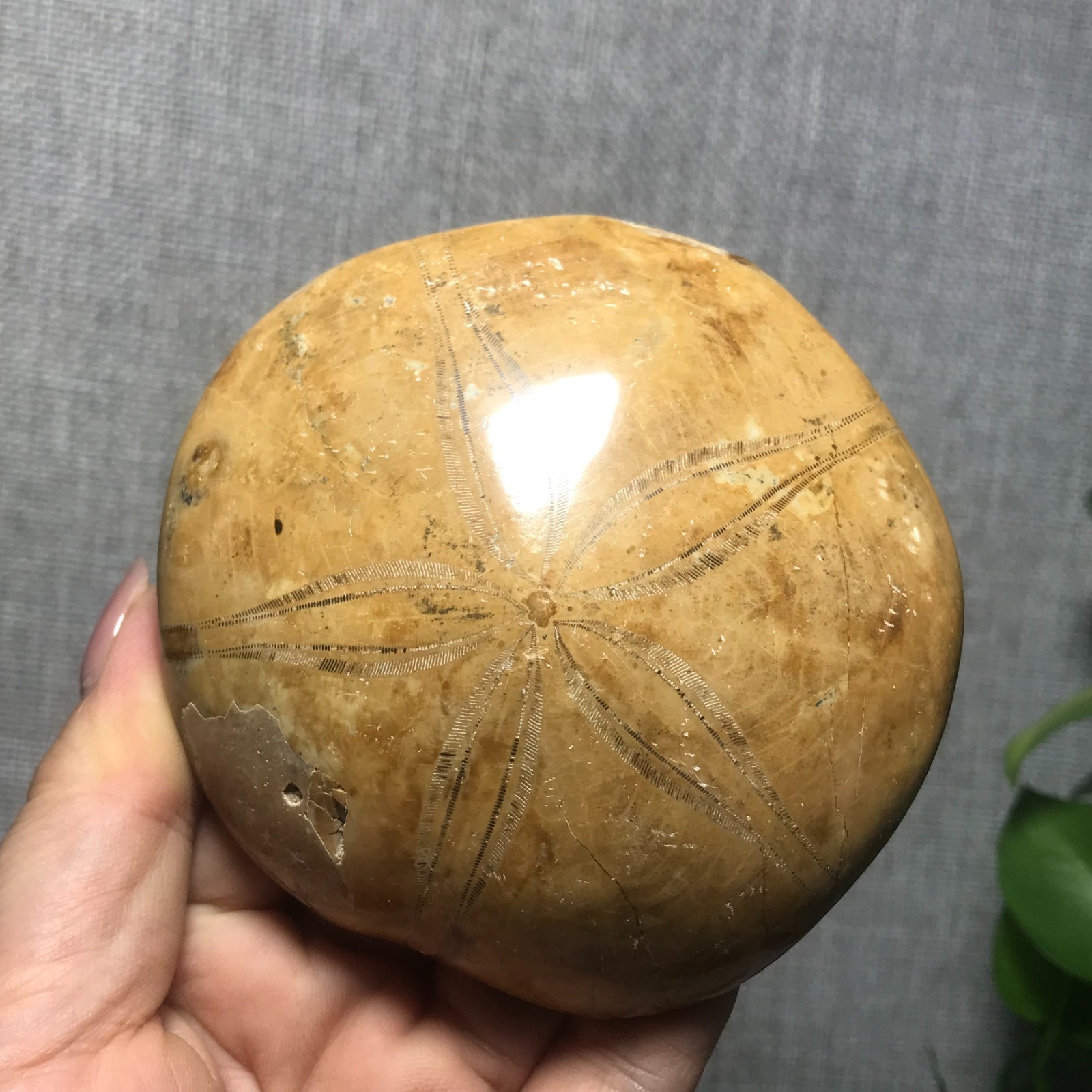 207g Starfish Crystal Specimen 16