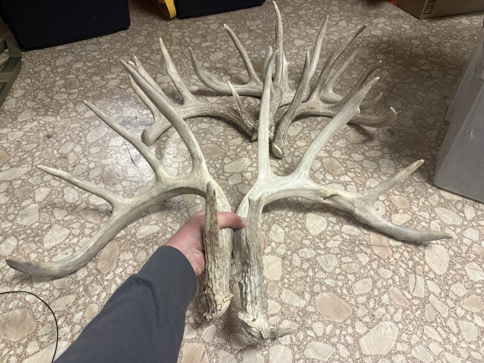 3 Whitetail Antler Shed Sets