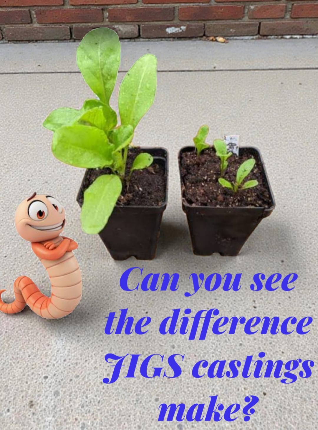 (JIGS) LIVE Red Wiggler Composting Worm Mix Approx 1,000 (1 LB) Voracious Eaters