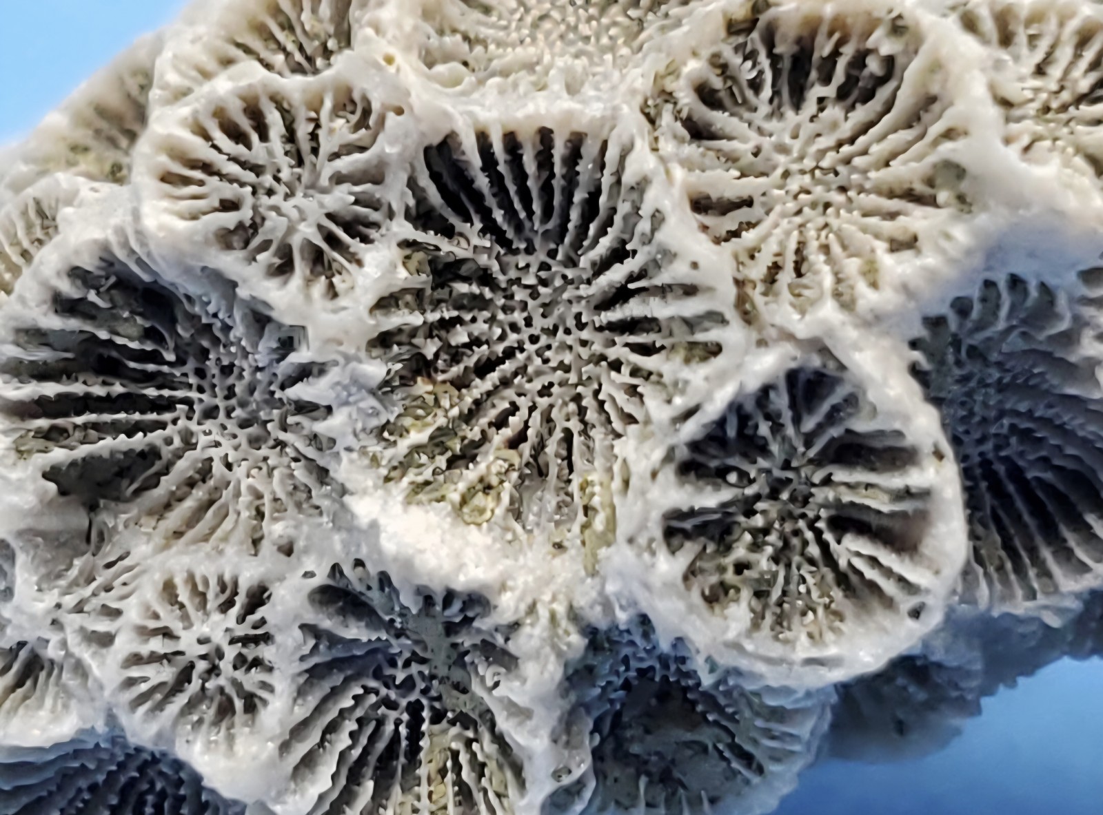 Astrangia Fossilized Coral
