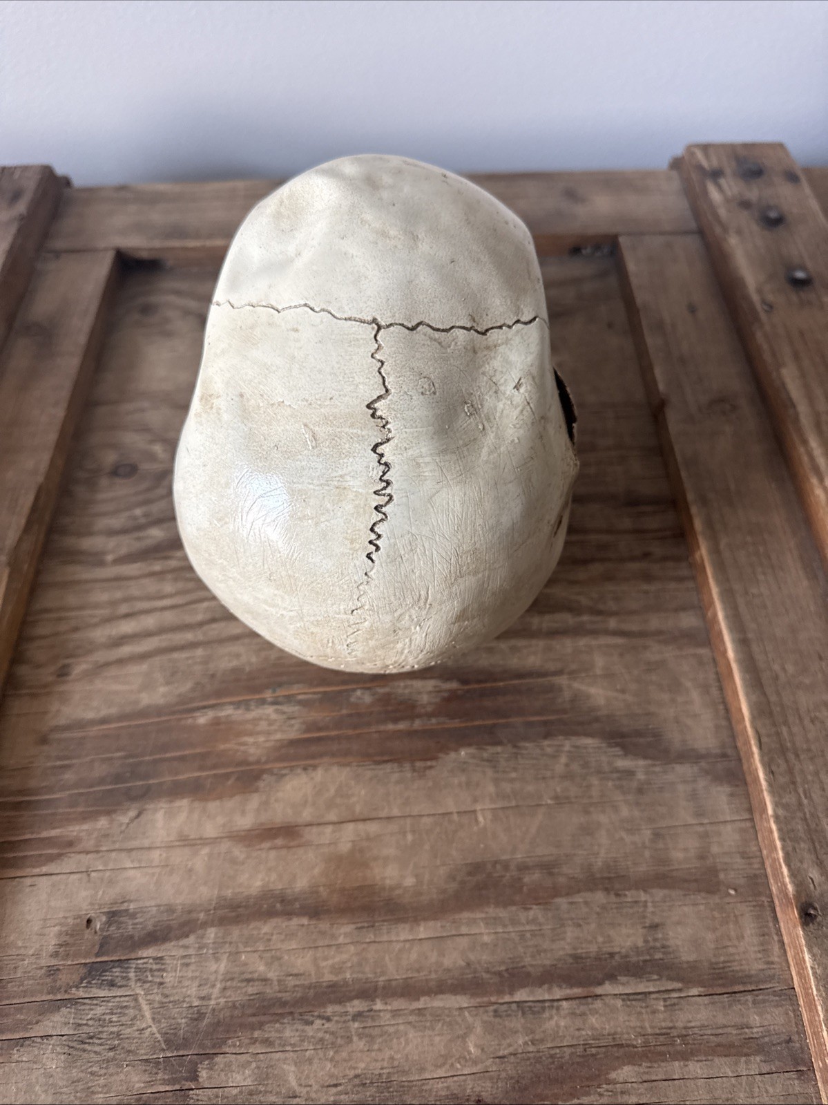 Vintage Fake Life Size Human Skull - skeleton anatomy oddity