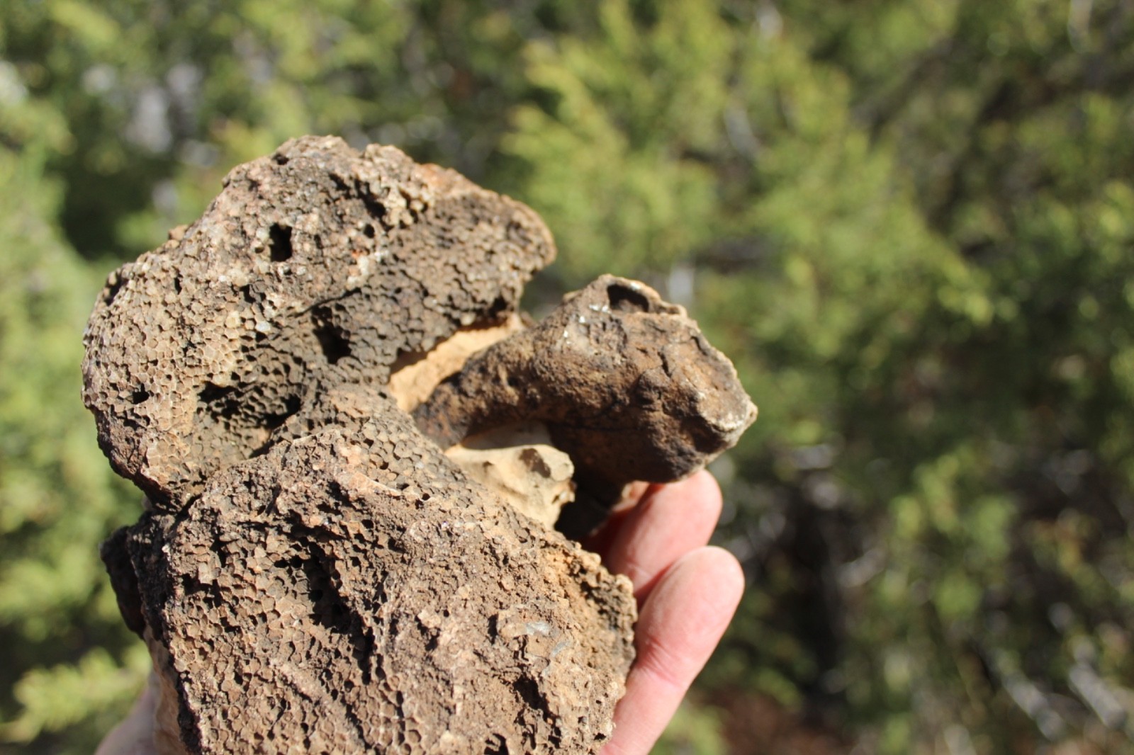 Fossil Beautiful HONEY COMB CORAL Favosites spp. Rare Locality ~ 400 Million