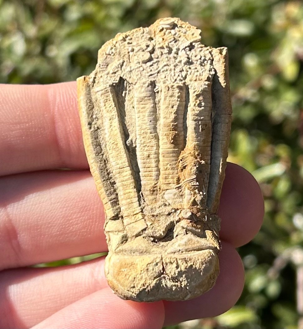 NICE Fossil Crinoid Phanocrinus bellulus Alabama Bangor Limestone Formation