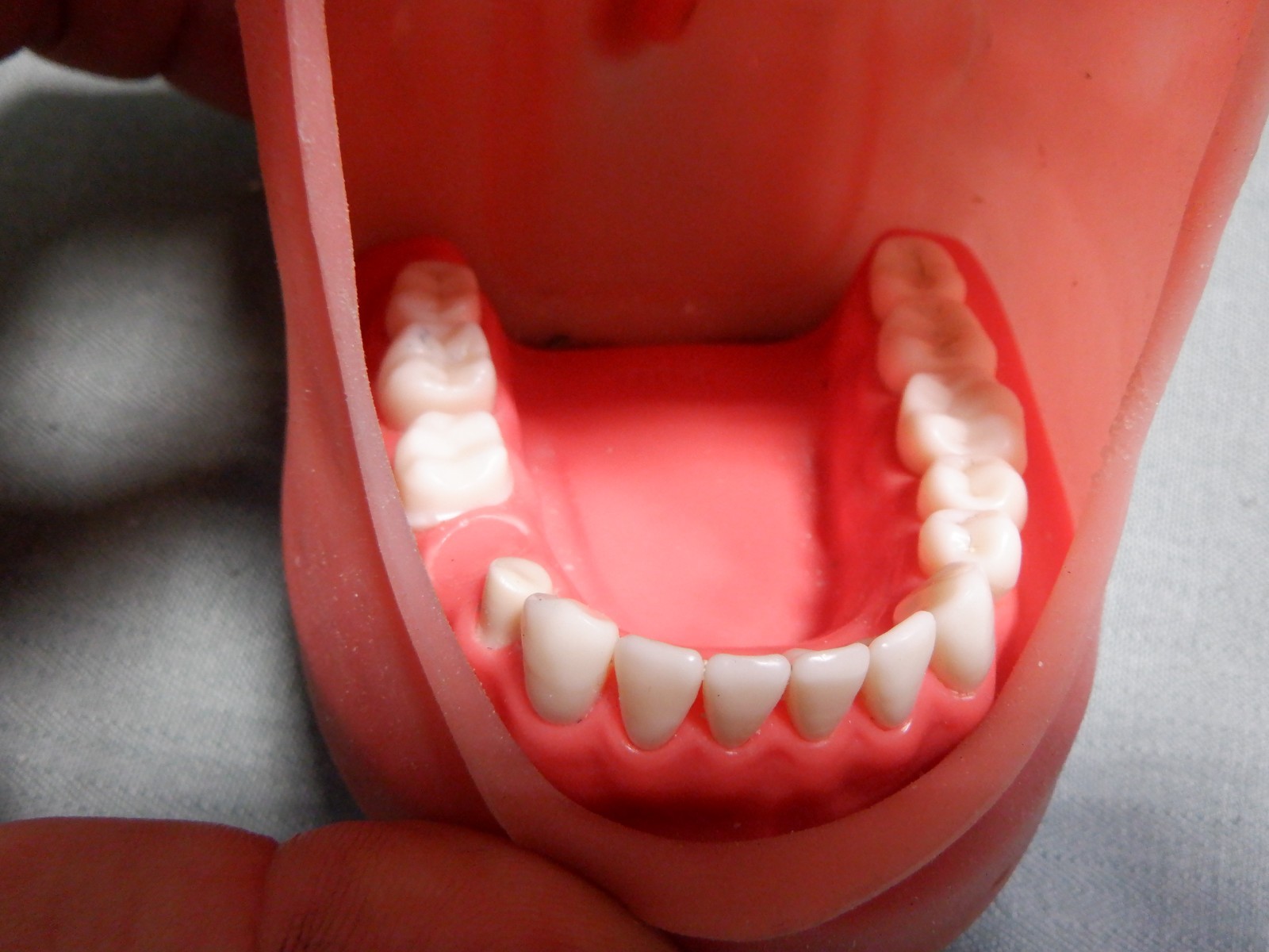 Nissin Typodont Dental Teeth