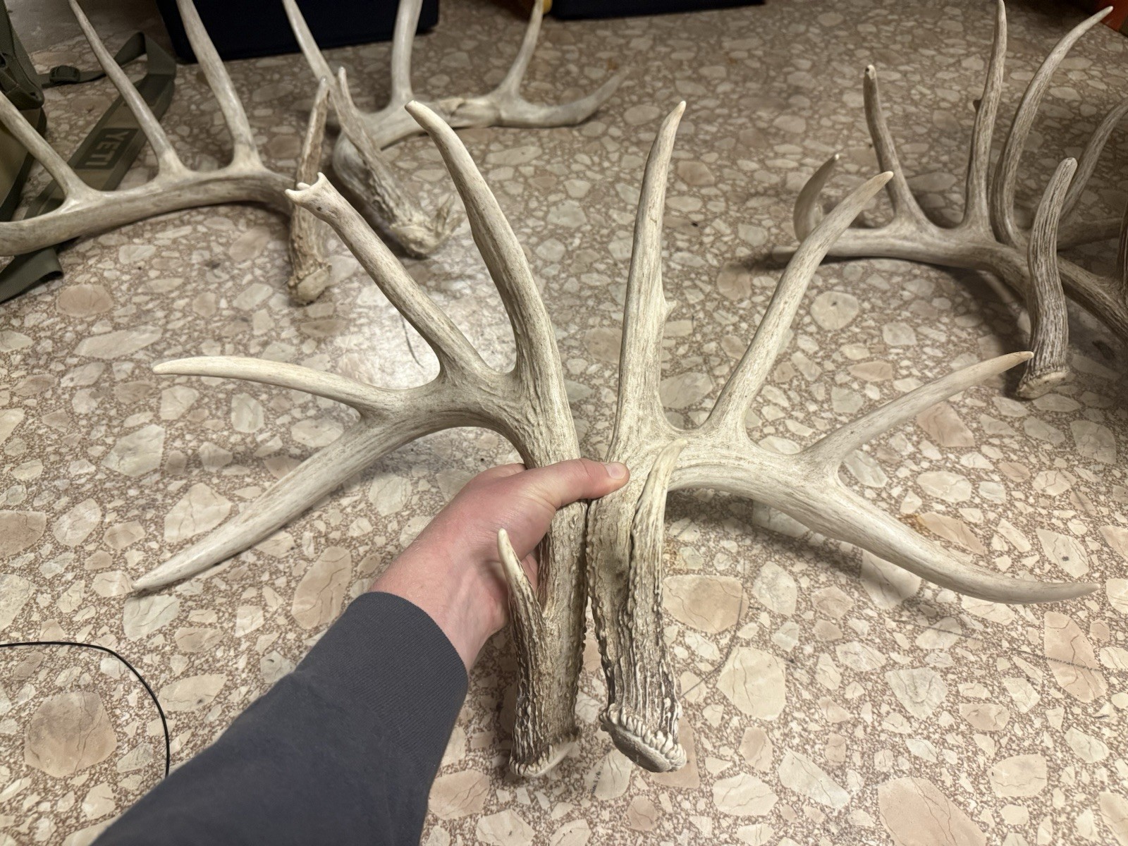 3 Whitetail Antler Shed Sets