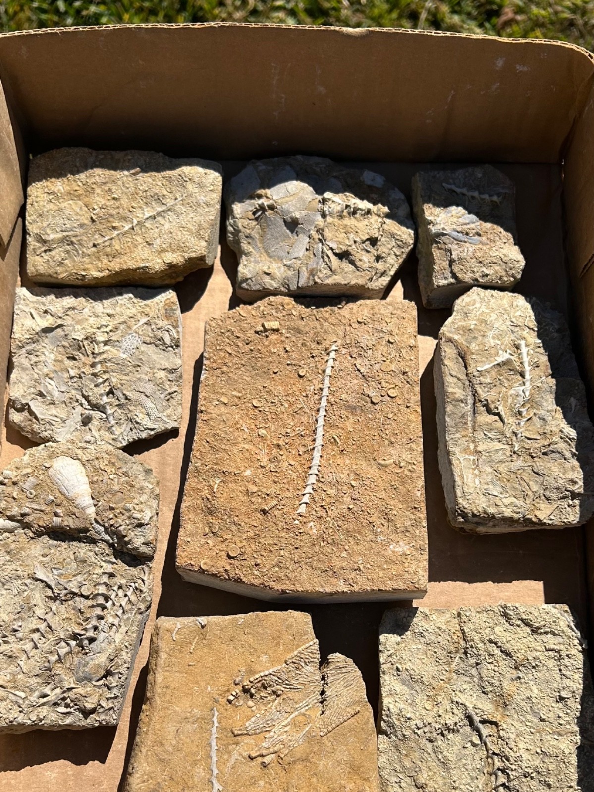 Fossil Bryozoans LOT Archimedes Screws Fronds Wholesale Alabama Bangor Limestone