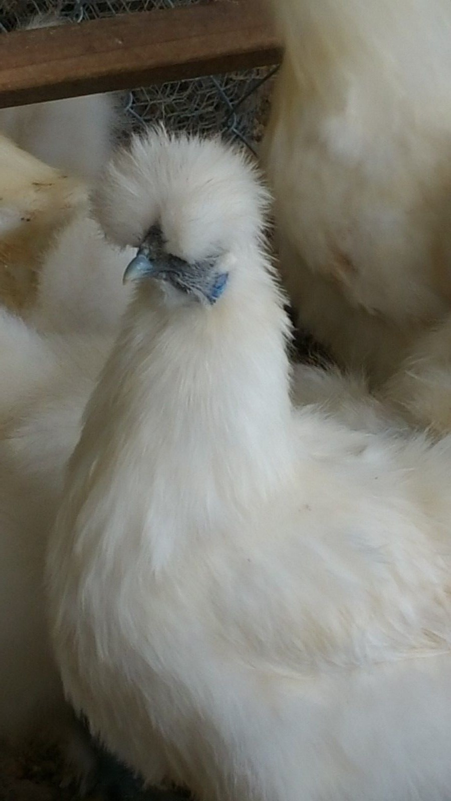 6 PURE WHITE SILKIE FERTILE HATCHING CHICKEN EGGS - Free UPS Ground
