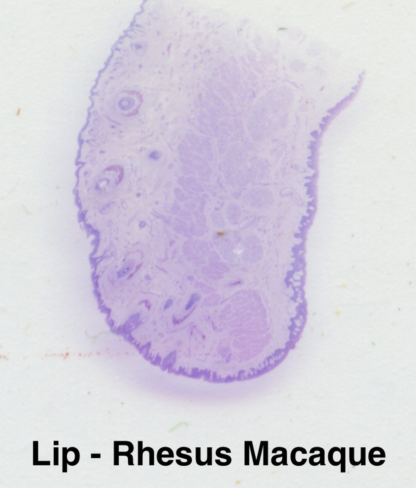 MONKEY PRIMATE HISTOLOGY Microscope Slide Set ORGAN SYSTEMS Rhesus Macaque