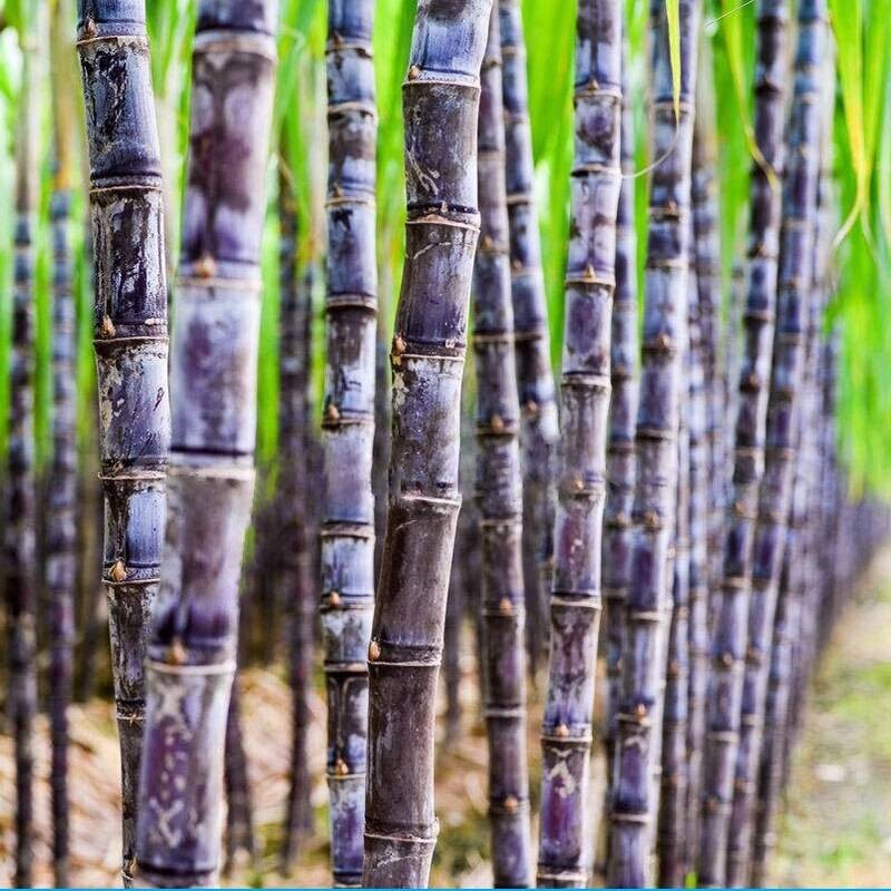 450 Seeds SUGAR CANE SEEDS  * 6-18 FEET TALL * Rum Syrup Rock Candy