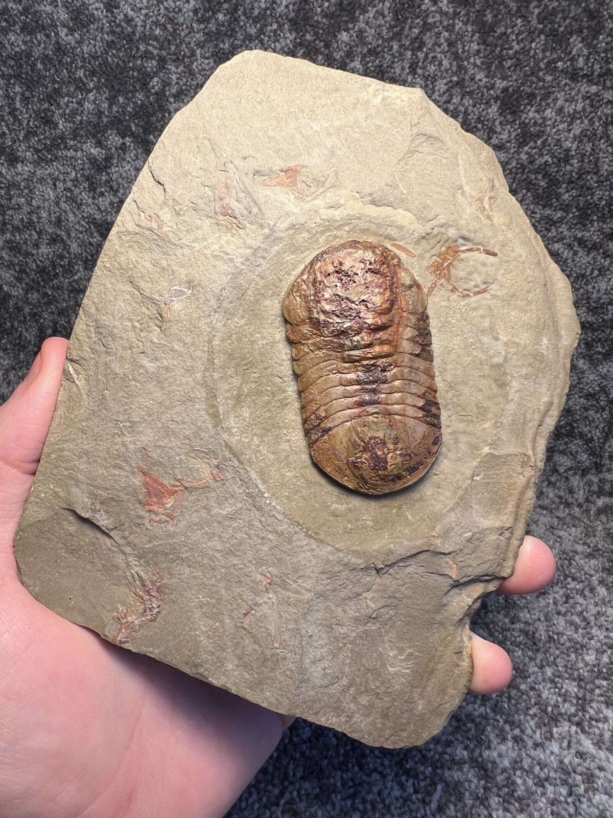 Symphysurus sp. Trilobite Fossil – Well-Preserved Specimen