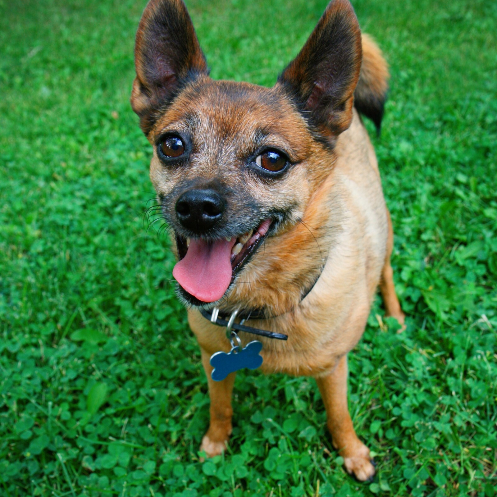 LASER ENGRAVED PERSONALIZED PET TAG ID DOG CAT NAME TAGS DOUBLE SIDE