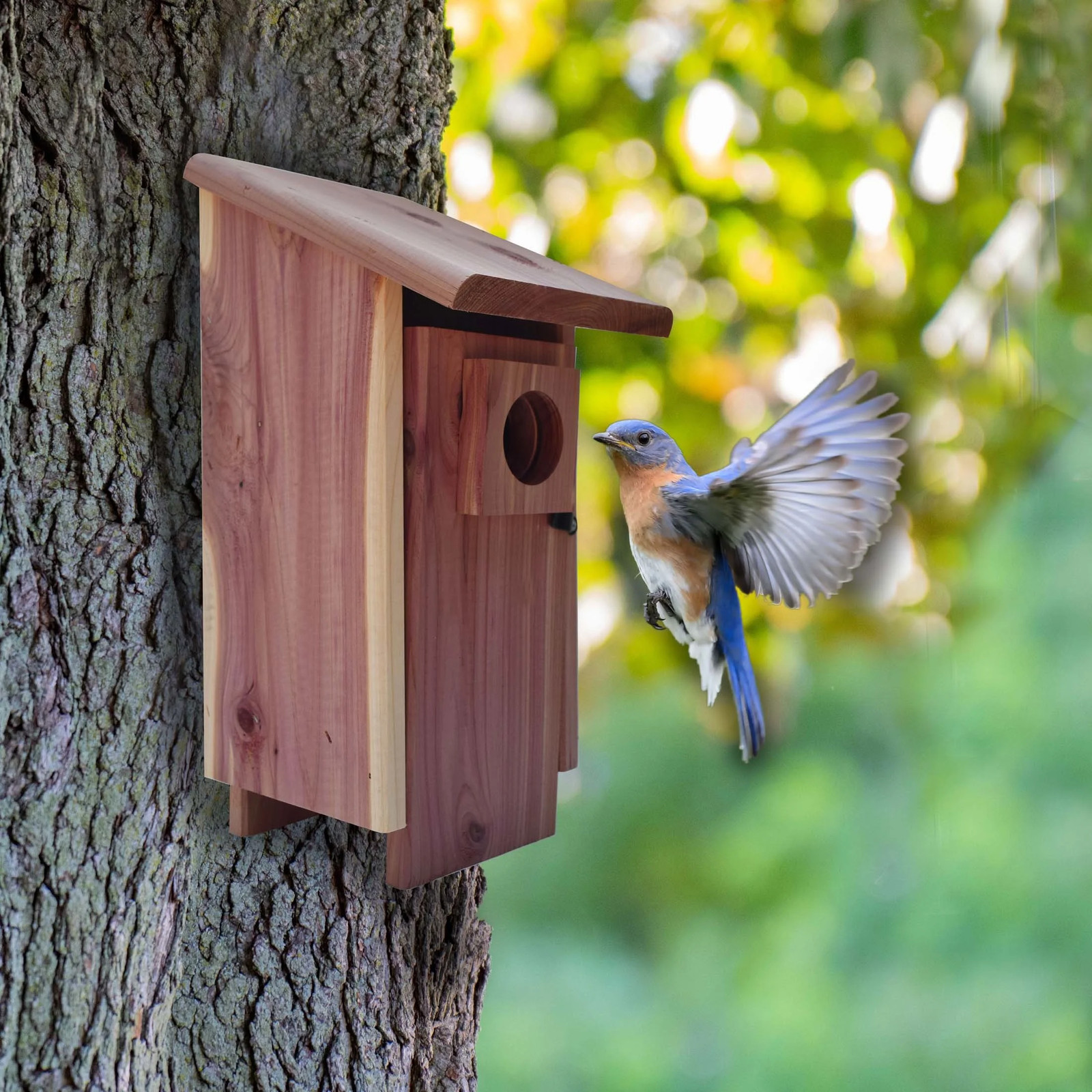 Red Cedar Bluebird Wild Bird House, 1 Pack