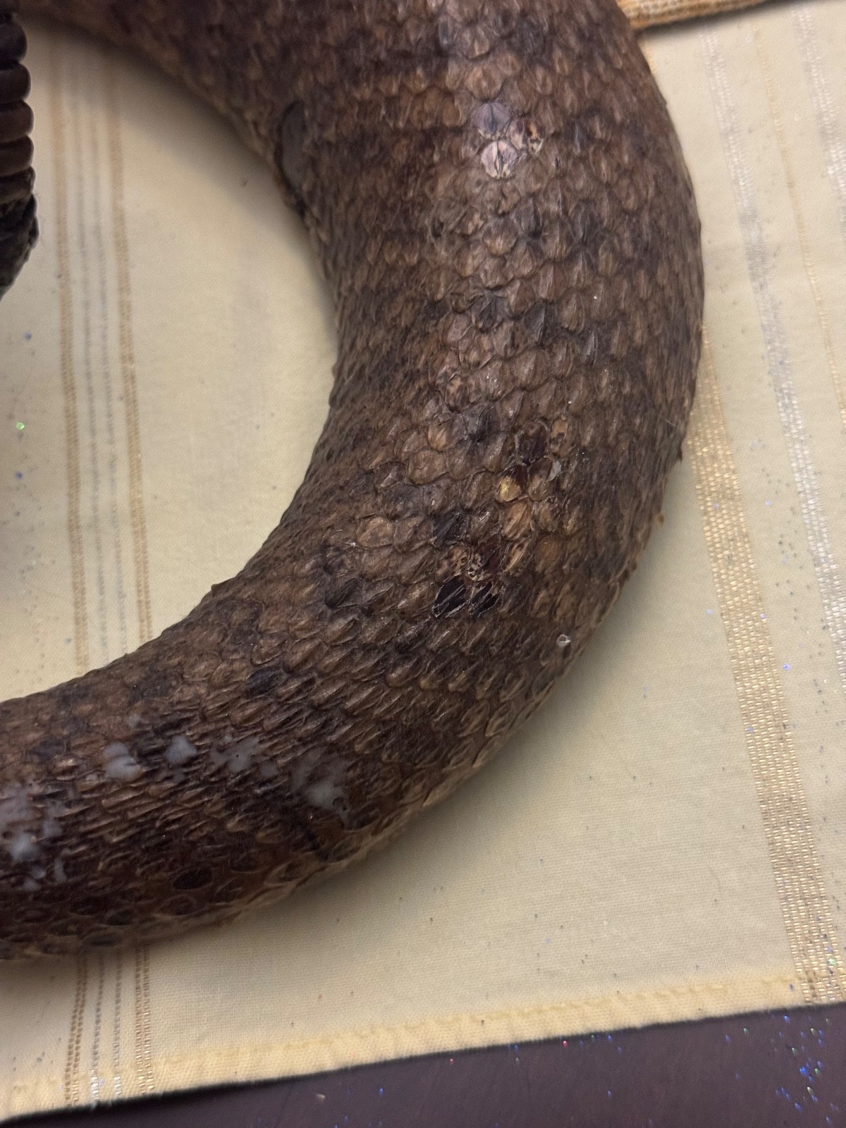 Vintage 53” eastern diamondback rattlesnake taxidermy mount Crotalus adamanteus