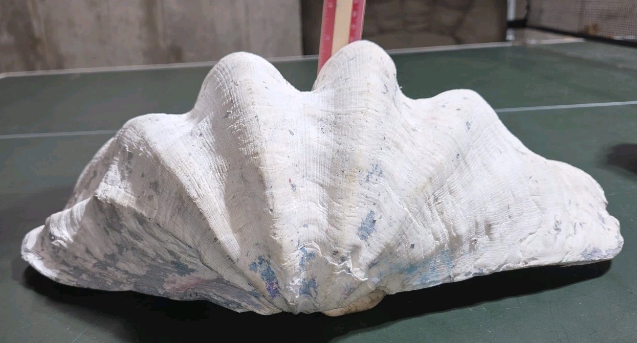 REAL 15½" Natural Giant Clam Shell Tridacna Gigas Sea *AND* 10" Giant Clamshell