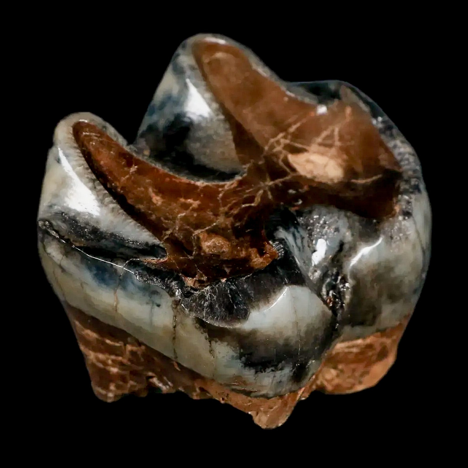 2.2" Rare Deinotherium Giganteum Fossil Tooth Miocene Deinothere Gracanica