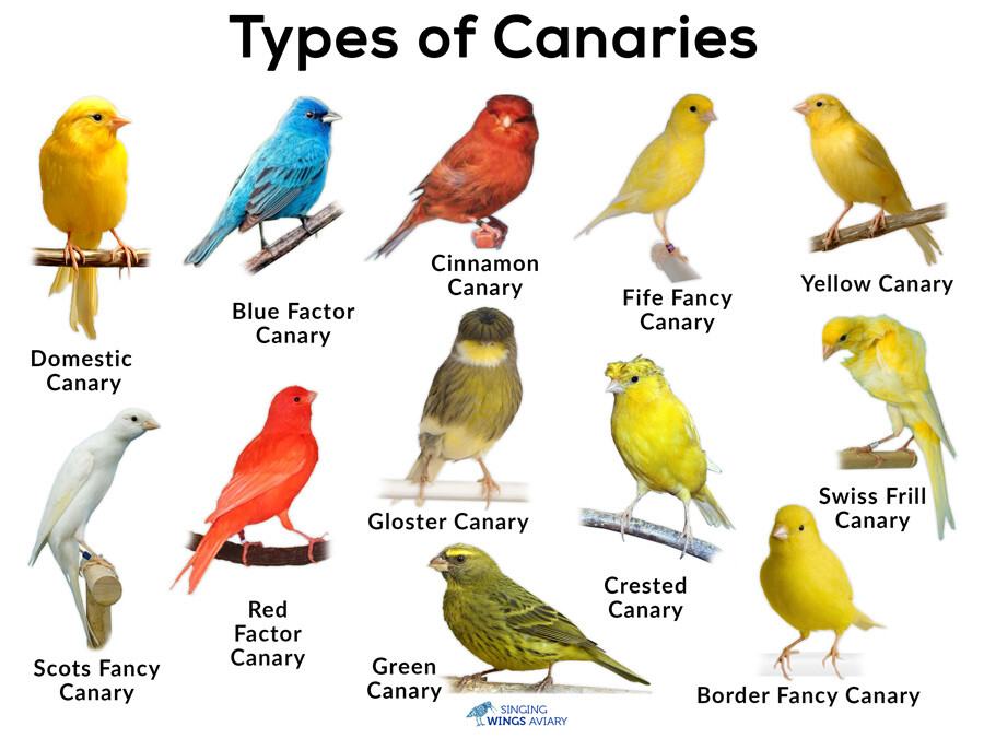 Canary Song Food Treat For Canaries FRESH!!! From Bulk Choose Size!!!