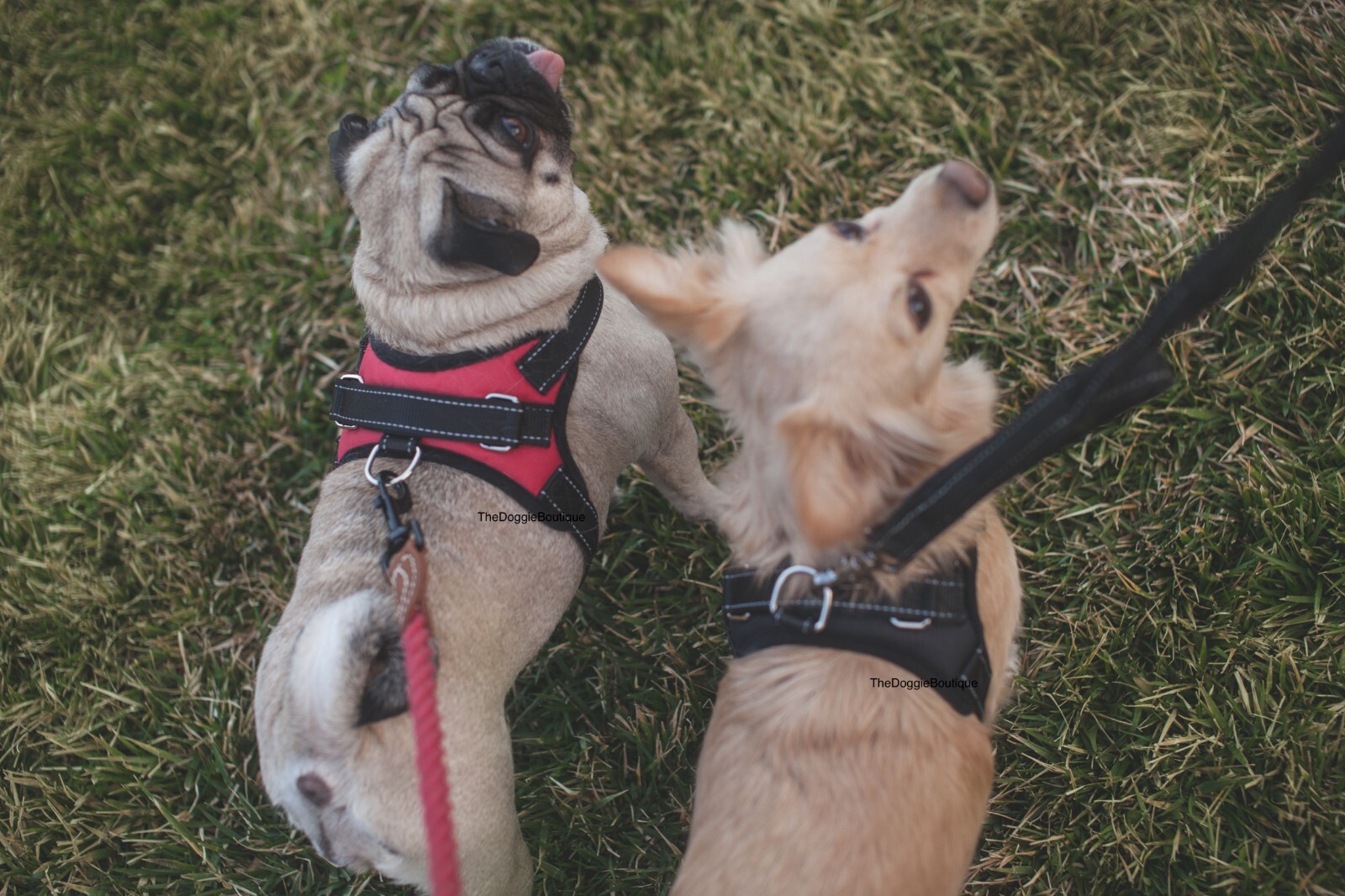 Dog Pet Vest Harness No Pull w Handle Adjustable Control Reflective S M Large XL