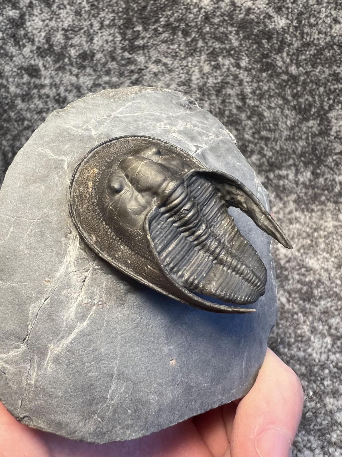 Harpes aff. perradiatus Trilobite Fossil – Collector Specimen