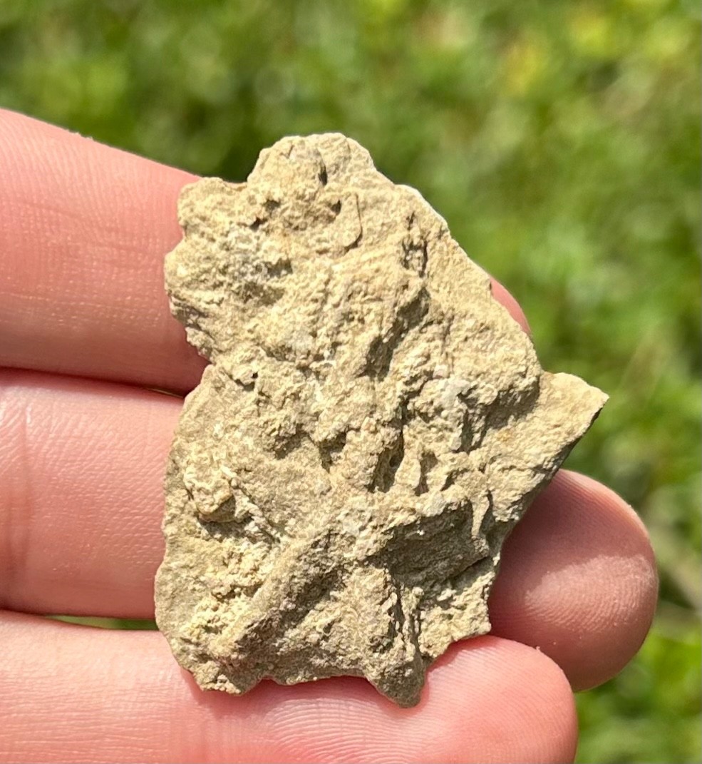 Alabama Fossil Starfish Cast Mississippian Age Bangor Limestone Formation
