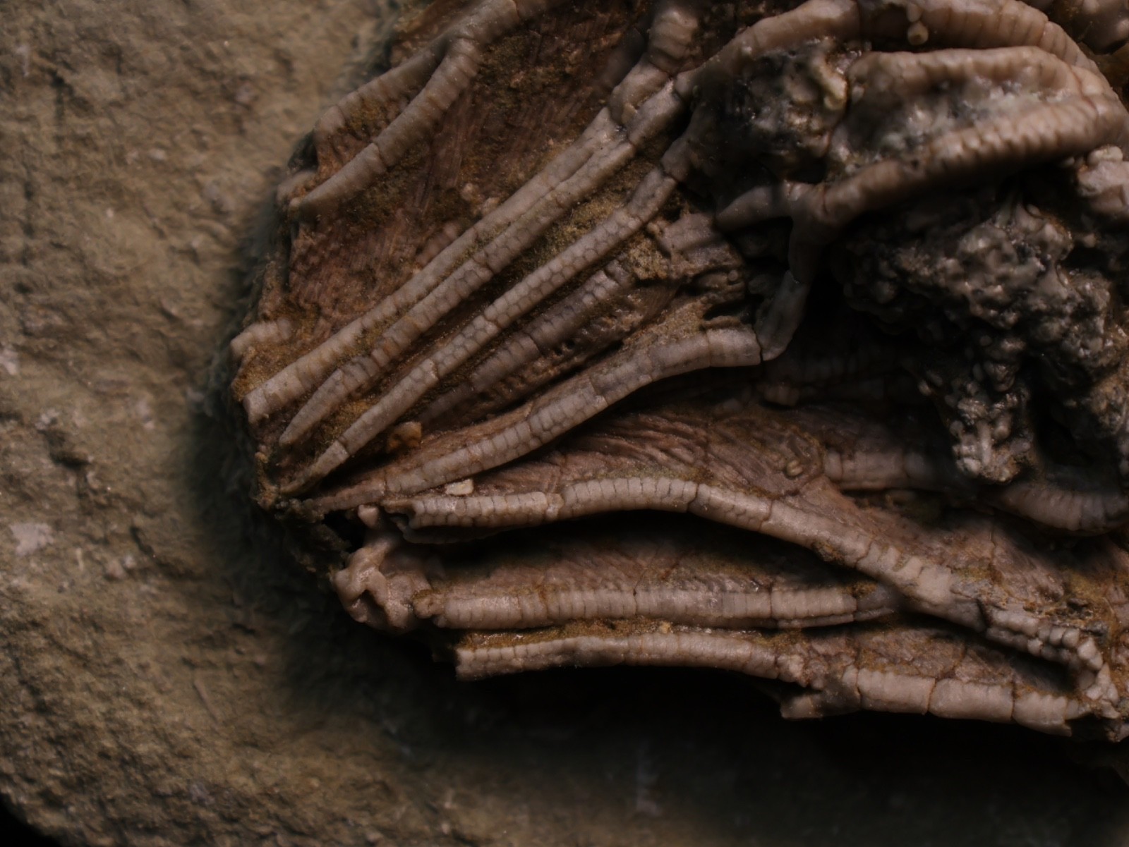Well-Coiffured Crinoid Fossil, Crawfordsville, IN