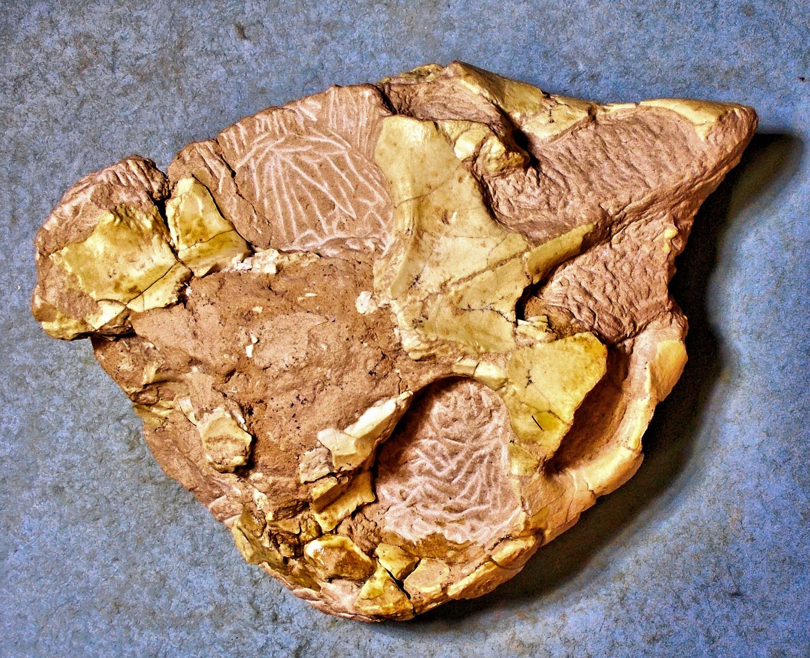 Scarse 11cm partial skull of Leptauchensis nitida from Eocene of Wyoming, USA.
