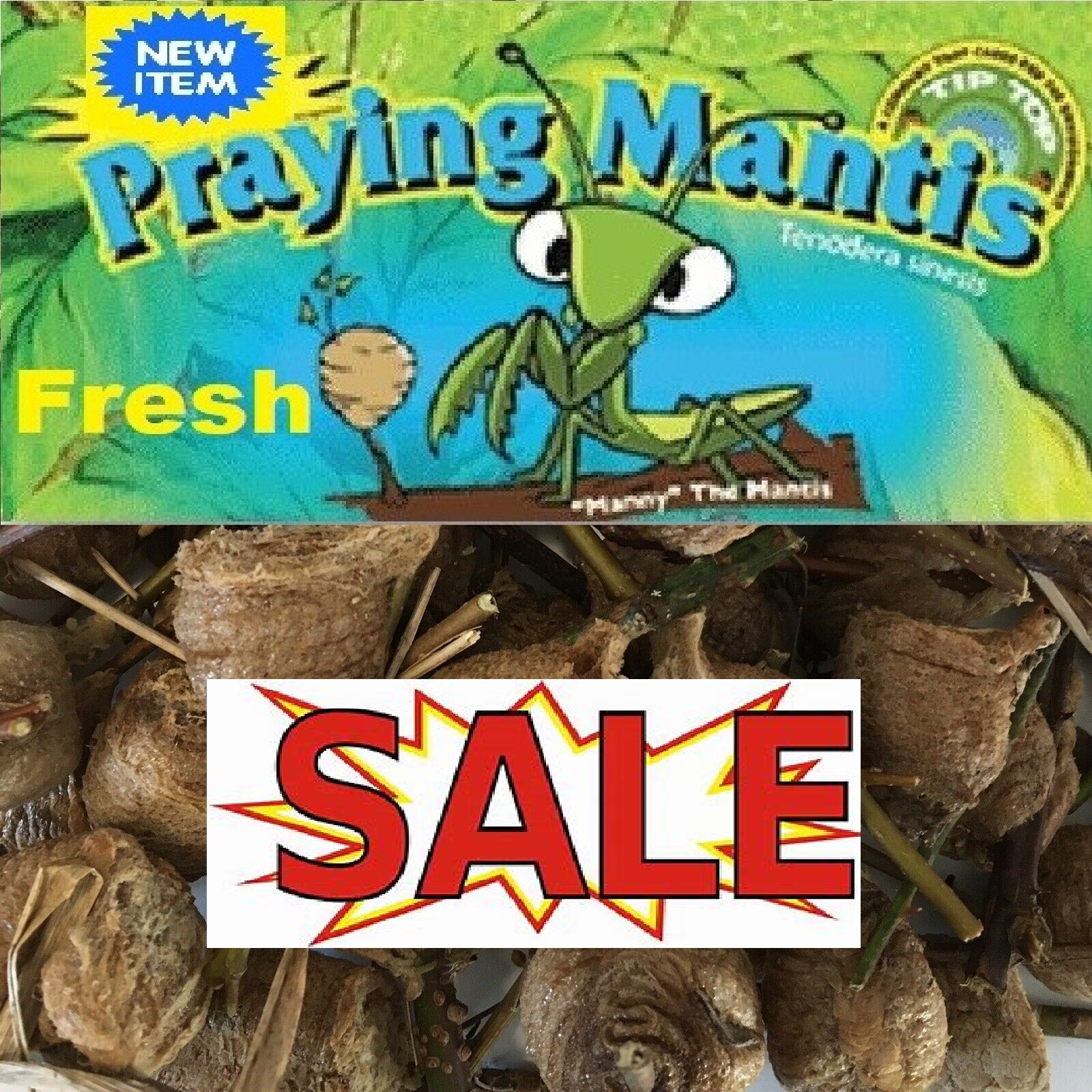 Fresh 5 Praying Mantis Egg Case + FREE Hatching Habitat Bag Picked 2025 Season