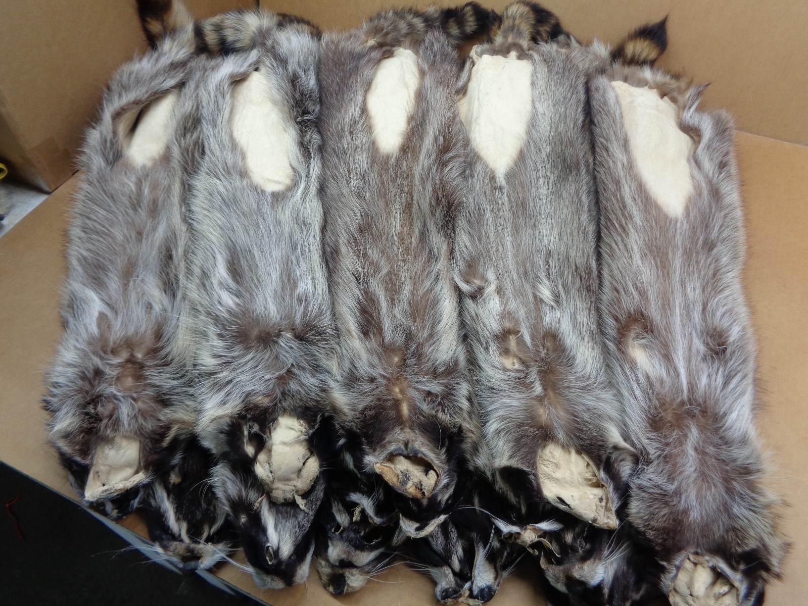 Professionally Tanned #1 XXXL Raccoon/Coon Hide/Furs/Pelts/Taxidermy/Crafts