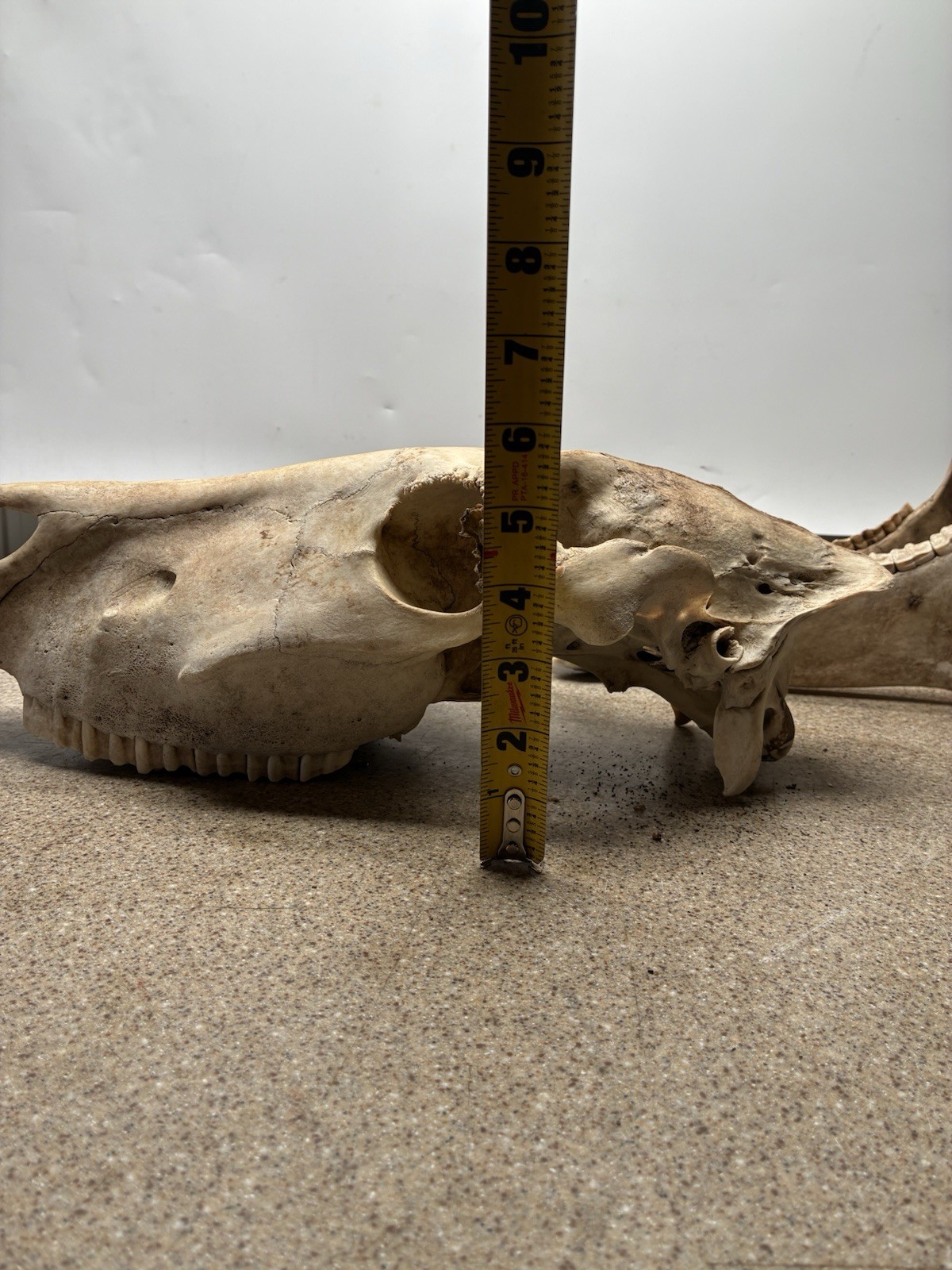 LARGE HORSE SKULL AUTHENTIC With BOTTOM JAW TEETH EQUINE TAXIDERMY Natural