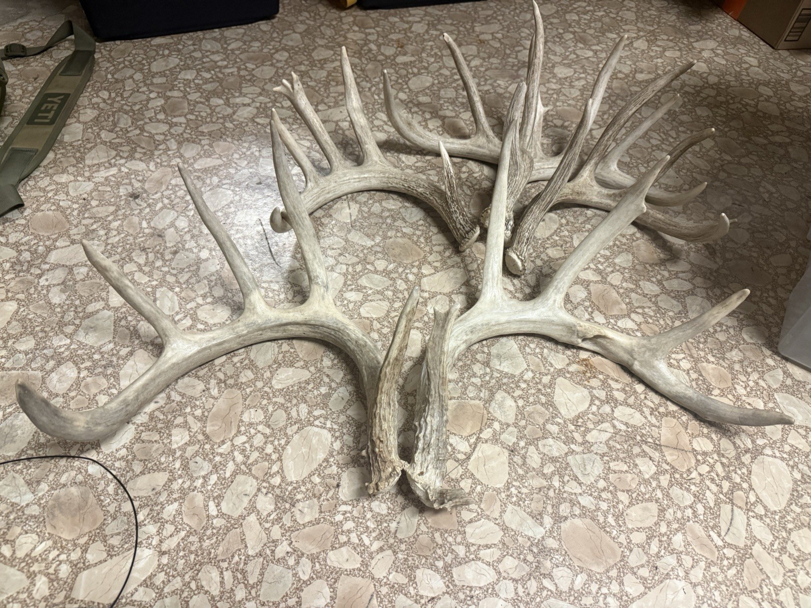 3 Whitetail Antler Shed Sets