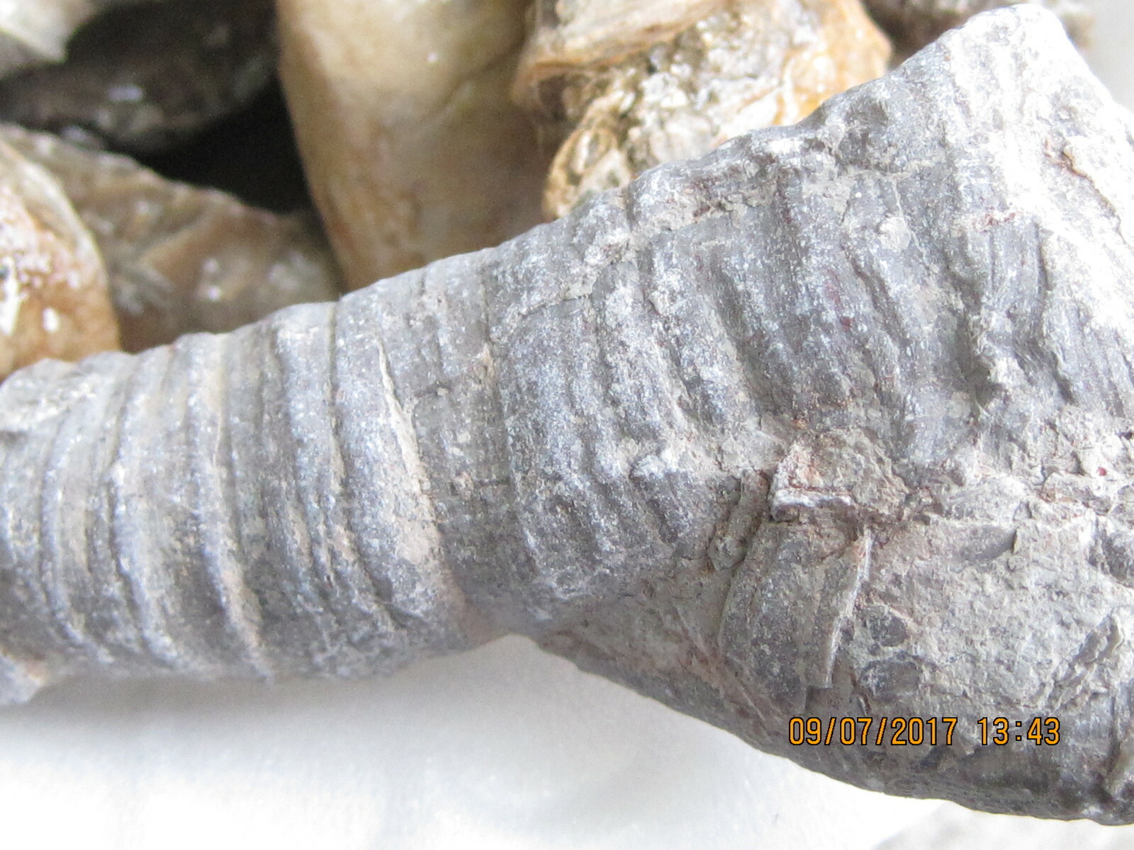 LOT OF 100 ASSORTED FOSSILS WHOLESALE