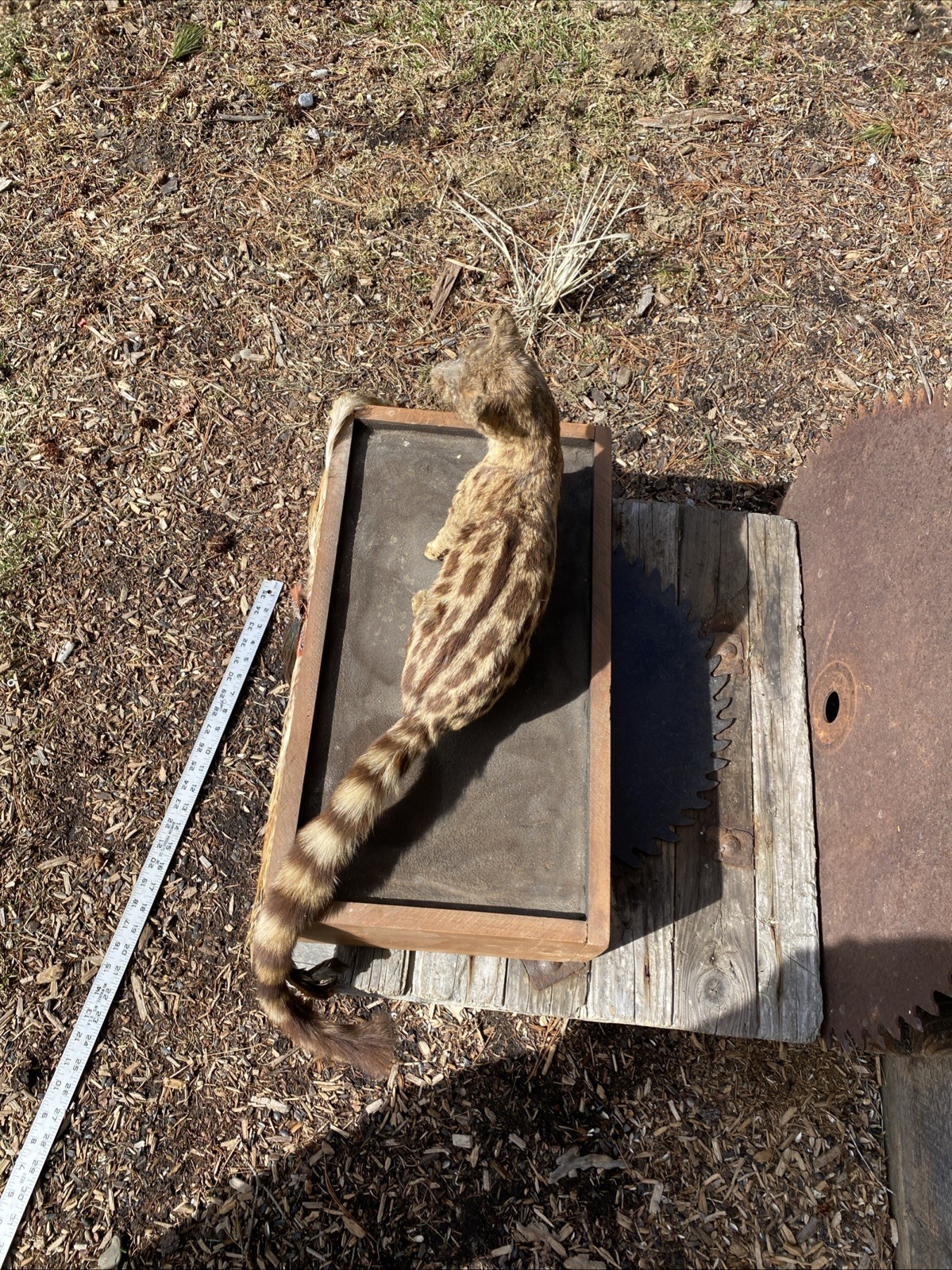 Super Cool African Genet Cat Standing Mount Taxidermy Exotic Decor