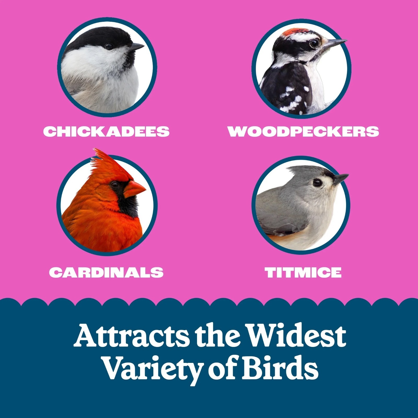 Pennington Feeding Frenzy No-Melt Suet Dough Woodpecker & Songbird Suet Cakes fo