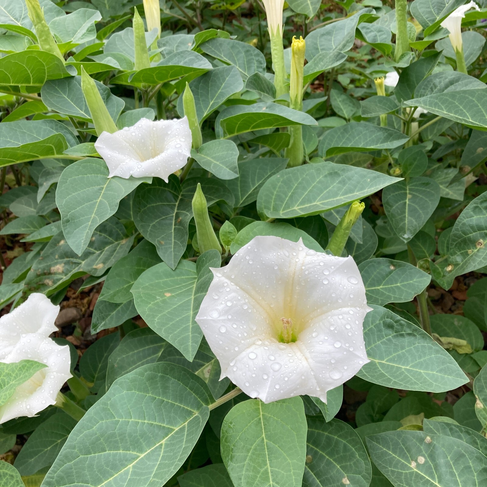 Datura Inoxia Flowers 25 Dried Moonflower 2025 Floral Craft Organic Thornapple